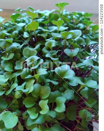 Close-Up of Lush Green Microgreens with Purple Stems 124223508