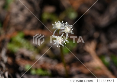 Coptis japonica flower photographed at Oganeyama Wild Bird Forest 124223621