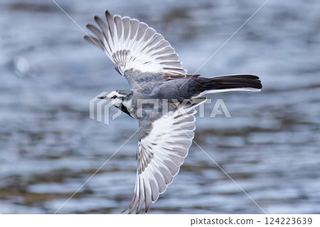 A low flying white wagtail 124223639