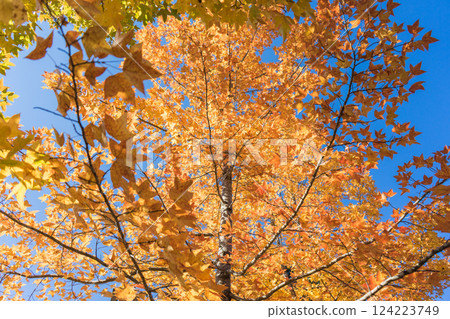 Golden maple trees under the warm autumn sun 124223749