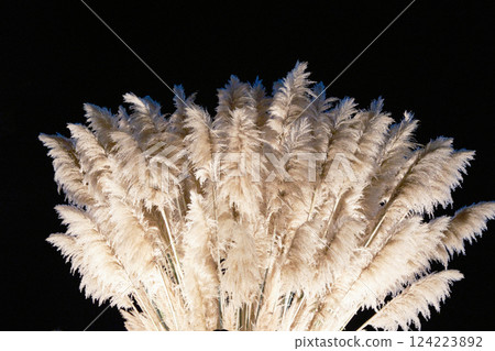 Beautiful autumn scenery of silver grass 124223892