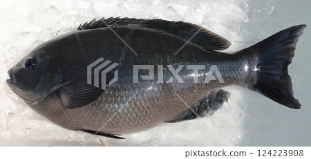 若松瀨戶釣魚場 若松瀨戶釣魚場 124223908