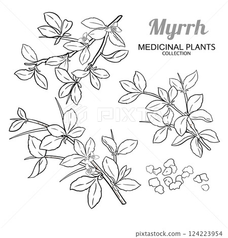 Myrrh Branch with Flowers Outline Illustration 124223954