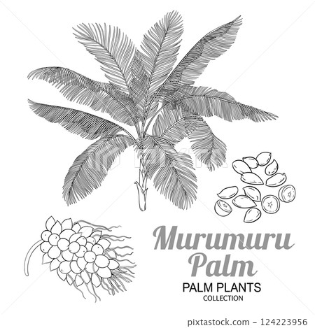 Murumuru Palm with Nuts Outline Illustration Murumuru Palm with Nuts Outline Illustration 124223956
