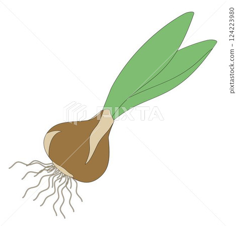 sprouted bulb of a plant on white background sprouted bulb of a plant on white background 124223980