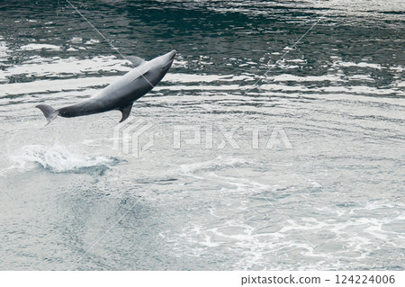 Cute dolphin jump 124224006