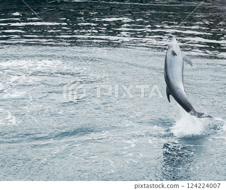 Cool dolphin jump Cool dolphin jump 124224007