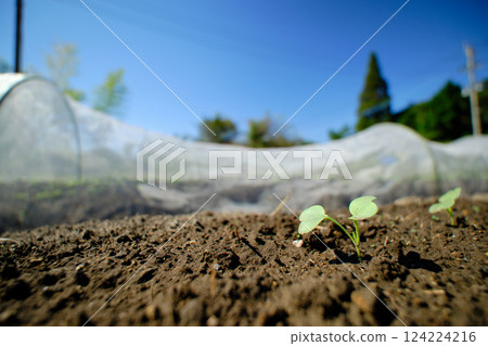 發芽的蘿蔔 124224216