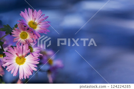 beautiful pink daisies on a natural blue background beautiful pink daisies on a natural blue background 124224285