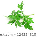 Fresh mugwort leaves, mugwort leaves, wormwood 124224315