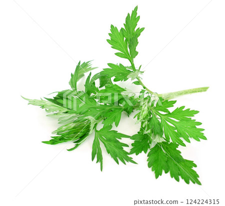 Fresh mugwort leaves, mugwort leaves, wormwood 124224315
