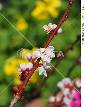 春天的香味 124224333