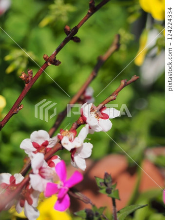 春天的香味 124224334