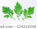Fresh mugwort leaves, mugwort leaves, wormwood 124224349