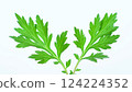 Fresh mugwort leaves, mugwort leaves, wormwood 124224352