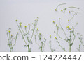 Chamomile flowers on a white background, chamomile background, herbal background 124224447