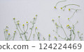 Chamomile flowers on a white background, chamomile background, herbal background 124224469