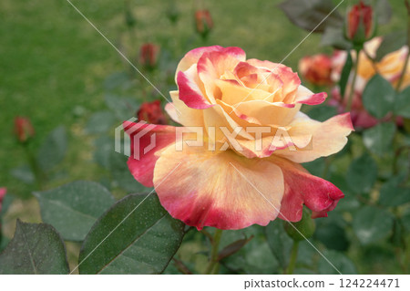 橙色和杏色玫瑰花(品種 Coppelia) 橙色和杏色玫瑰花(品種 Coppelia) 124224471