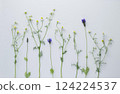Chamomile and lavender flowers on white background, chamomile and lavender background, herbal background 124224537