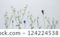 Chamomile and lavender flowers on white background, chamomile and lavender background, herbal background 124224538
