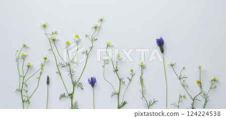 Chamomile and lavender flowers on white background, chamomile and lavender background, herbal background Chamomile and lavender flowers on white background, chamomile and lavender background, herbal background 124224538