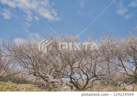 White plum shining in the blue sky White plum shining in the blue sky 124224564