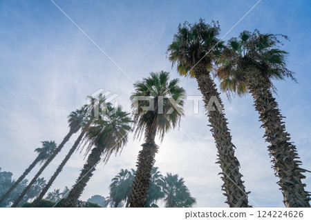 Palm Trees in Misty Morning Light. 124224626