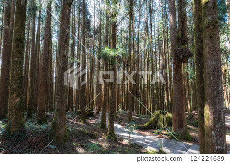 Alishan Tashan Trail 124224689