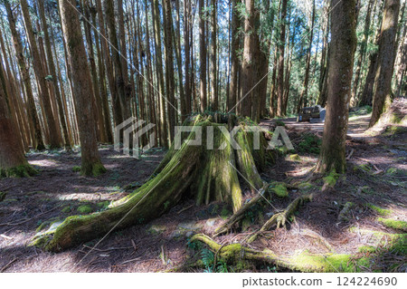 Alishan Tashan Trail Alishan Tashan Trail 124224690
