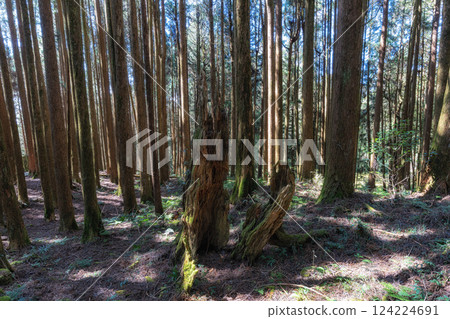 Alishan Tashan Trail Alishan Tashan Trail 124224691