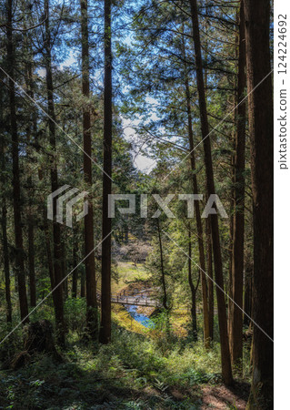 Alishan Tashan Trail 124224692