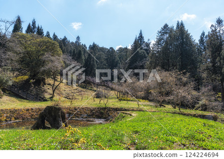 Magnolia Garden in Alishan 124224694