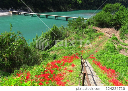 [Kochi Prefecture] Iwama subsidence bridge in fine weather (Shimanto River) 124224710