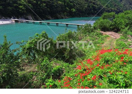 [Kochi Prefecture] Iwama subsidence bridge in fine weather (Shimanto River) 124224711