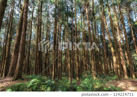 Alishan Tashan Trail Alishan Tashan Trail 124224731