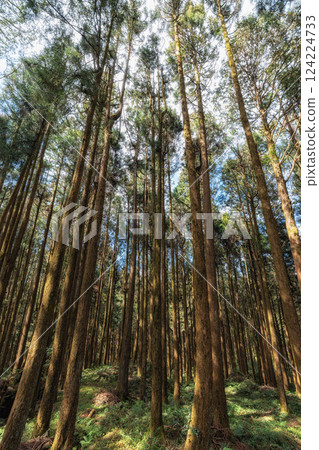 Alishan Tashan Trail Alishan Tashan Trail 124224733