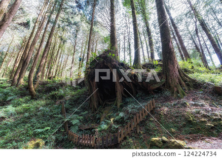 Alishan Tashan Trail Alishan Tashan Trail 124224734