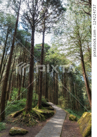 Alishan Tashan Trail Alishan Tashan Trail 124224737