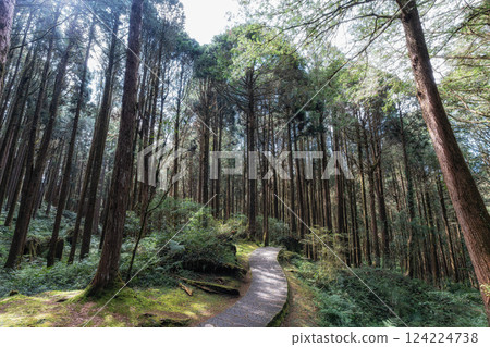 Alishan Tashan Trail 124224738