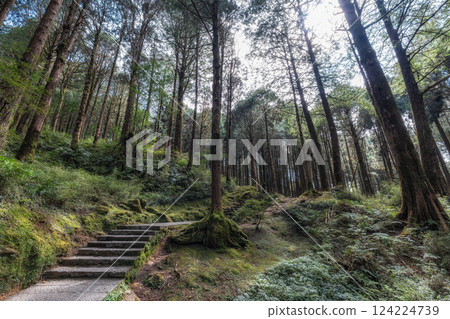 Alishan Tashan Trail Alishan Tashan Trail 124224739