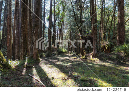 Alishan Tashan Trail Alishan Tashan Trail 124224746
