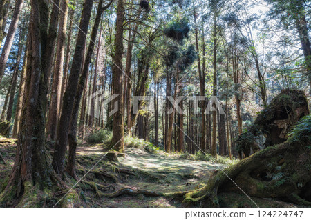 Alishan Tashan Trail Alishan Tashan Trail 124224747