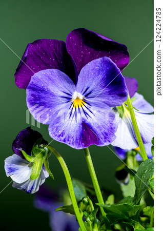 Purple and Blue Pansy Flowers on green background Purple and Blue Pansy Flowers on green background 124224785