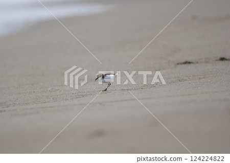 A plover walking along the beach suddenly changed direction, perhaps because it had spotted something. 124224822