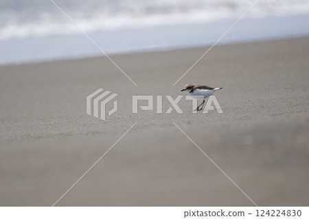 Chidri walking on the sandy beach Chidri walking on the sandy beach 124224830