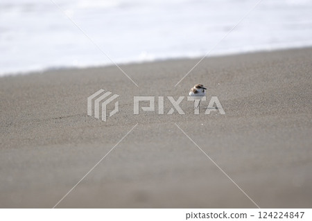A plover walking along the beach looking away from the sea 124224847