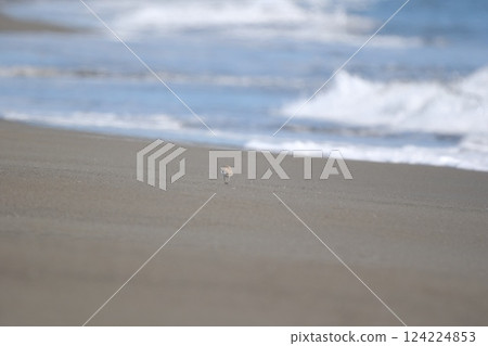 Chidri walking on the sandy beach 124224853
