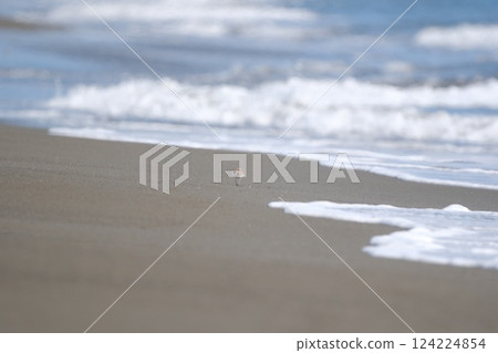 The back view of a plover walking on the beach with waves lapping on the shore 124224854