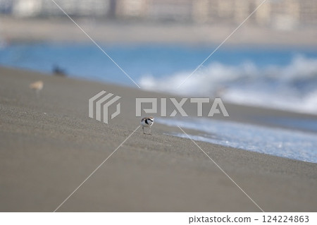 A plover walking along the beach with waves lapping on the shore 124224863