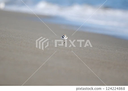 A plover walking towards me on the beach where the waves are lapping. A plover walking towards me on the beach where the waves are lapping. 124224868